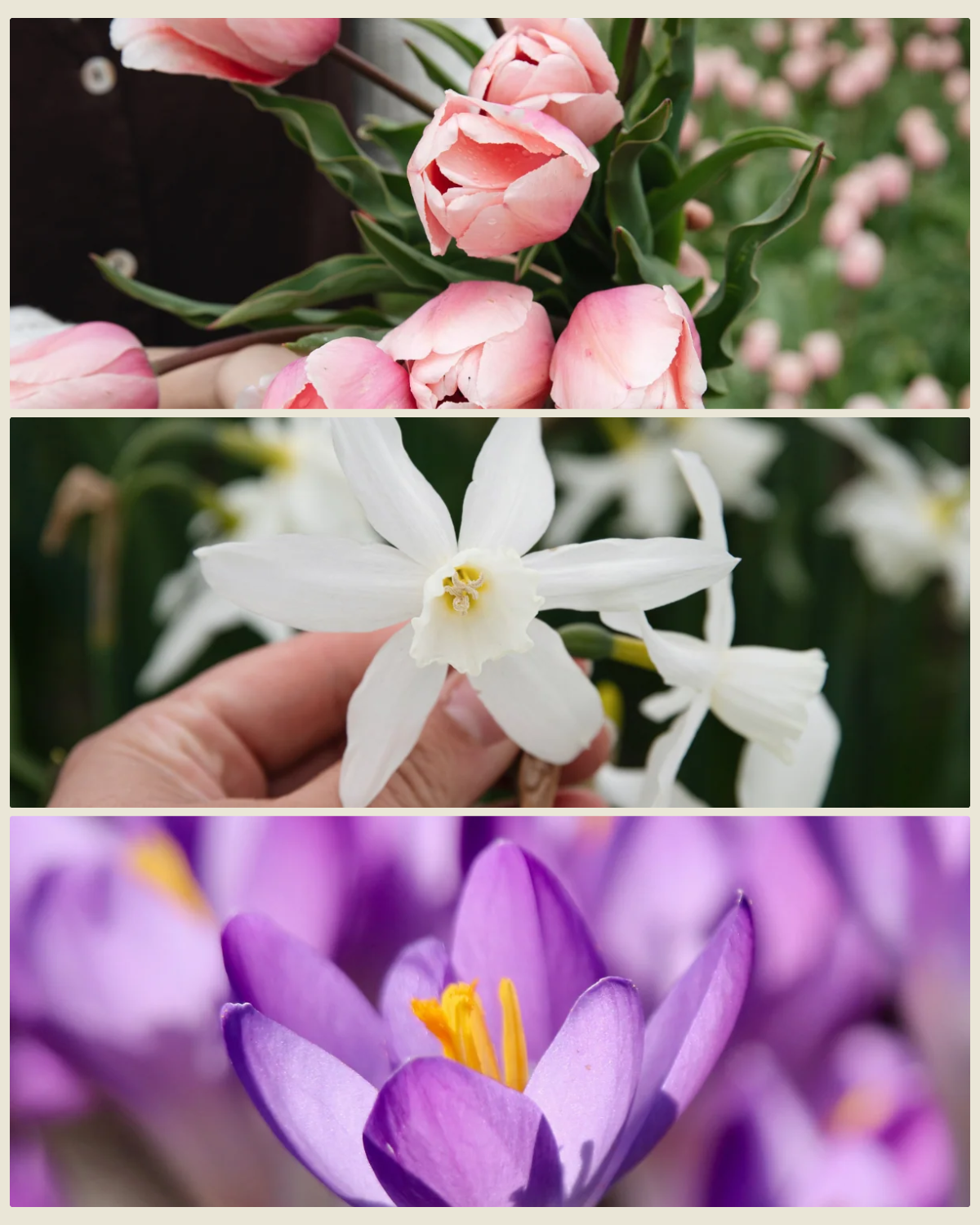 Bollenlasagne 'Roze Wolk' met tulp Salmon Impression, narcis Thalia en krokus Ruby Giant