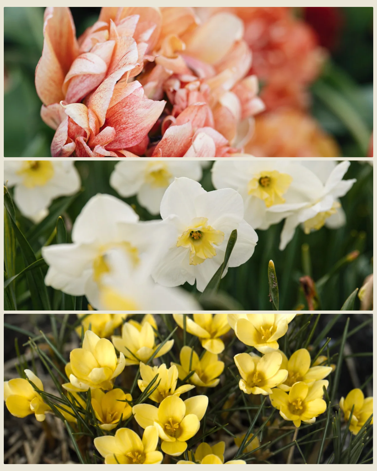 Bollenlasagne 'Vlammen & Room' met tulp Gudoshnik Double, narcis Papillon Blanc en krokus Romance