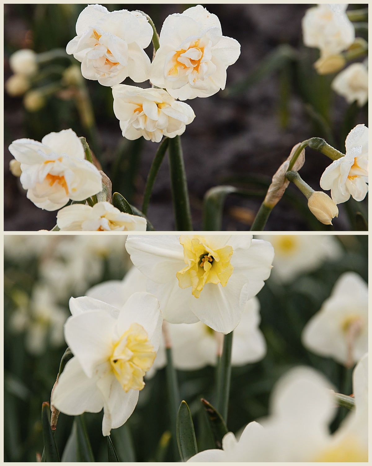 De twee soorten in het pakket: Bridal Crown en Papillon Blanc