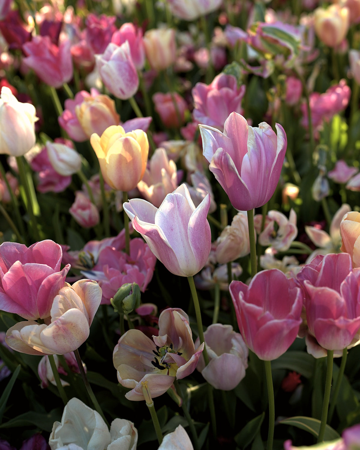 Tulpenveld in bloei met de roze tinten van het Tulpenpakket 'Roze': dieproze, zalmroze en felroze met wit