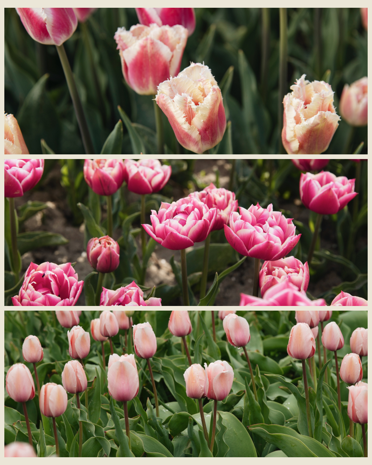 Tulpenpakket 'Roze' met de biologische tulpen Siesta, Columbus en Salmon Impression
