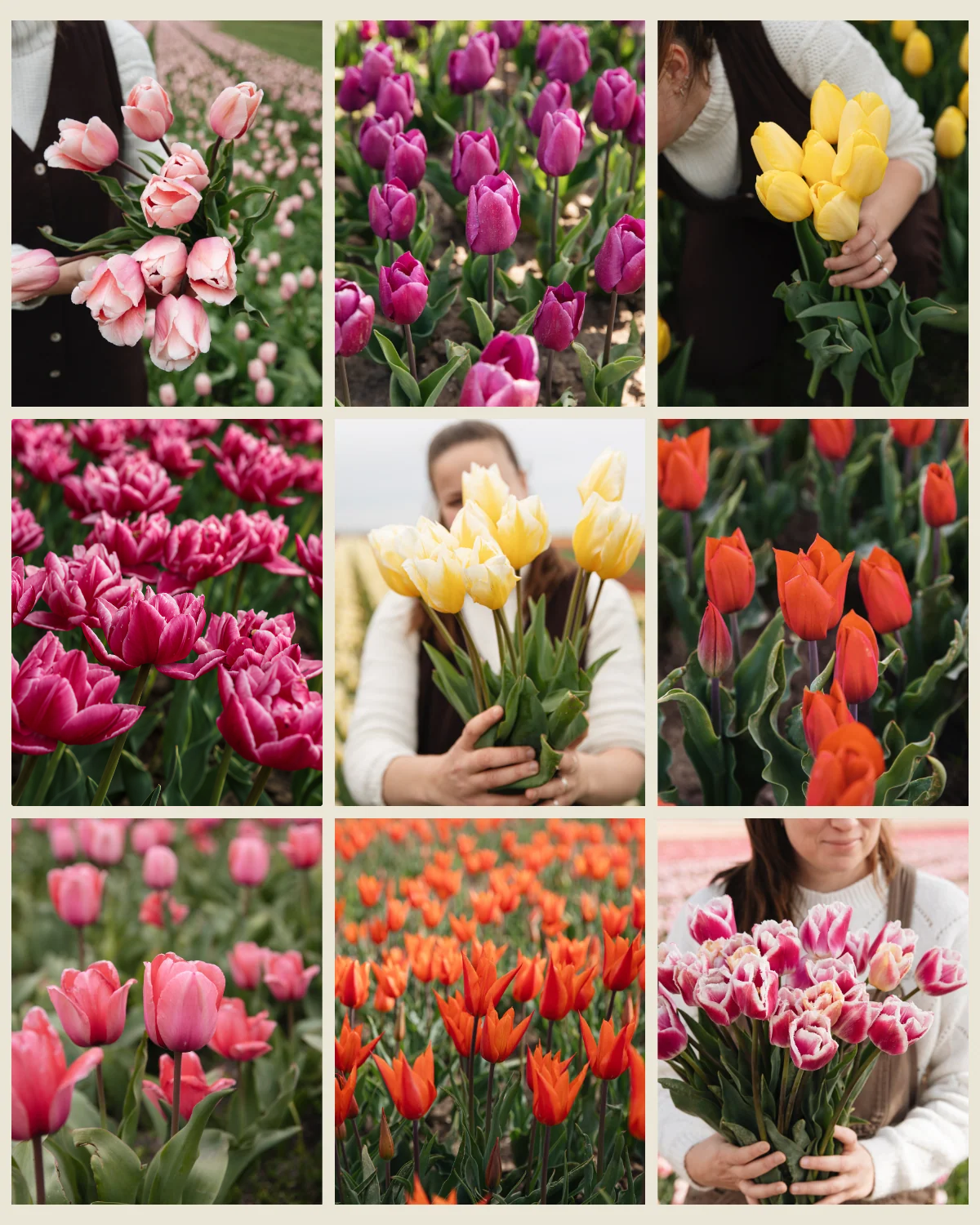 Tulpenpakket XL 'Vol Kleur' met negen soorten biologische tulpen: Salmon Impression, Purple Prince, Novi Sun, Columbus, Sweetheart, Strong Love, Design Impression, Ballerina en Siesta