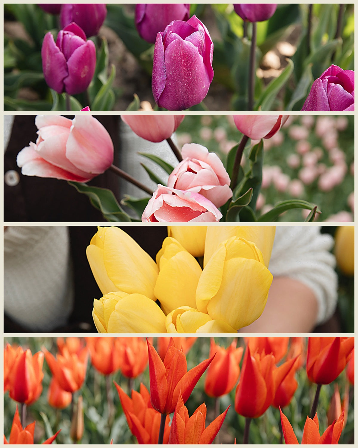 Tulpenpakket 'Tutti Frutti' met de biologische tulpen Purple Prince, Salmon Impression, Novi Sun en Ballerina