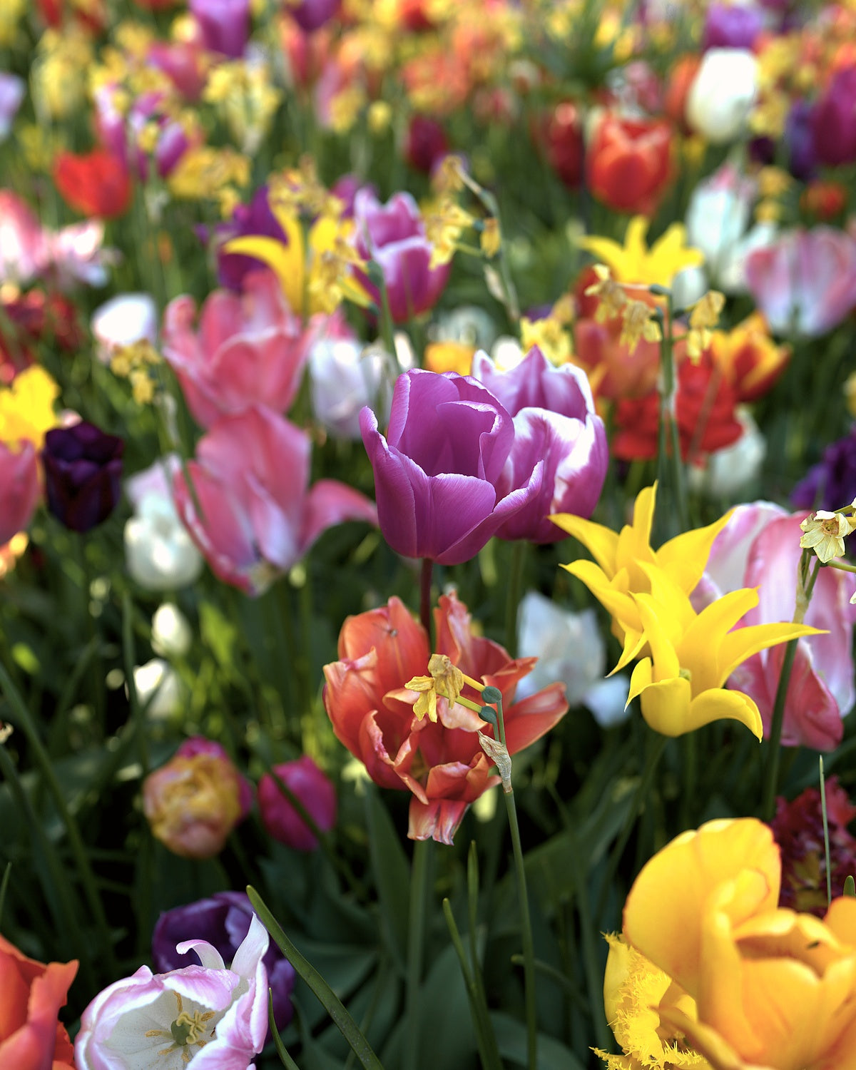 Tulpenveld in bloei met de kleuren van het Tulpenpakket 'Tutti Frutti': paars, zalmroze, goudgeel en oranje