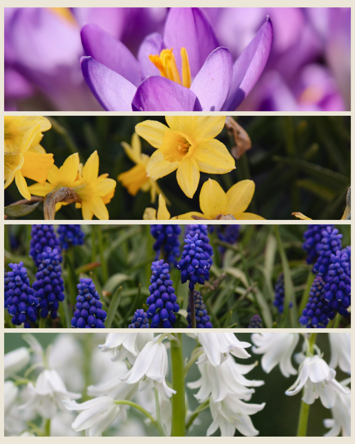 Verwilderingspakket 'Lentekleuren' met krokus Ruby Giant, narcis Tête-à-Tête, blauwe druifjes en witte boshyacint