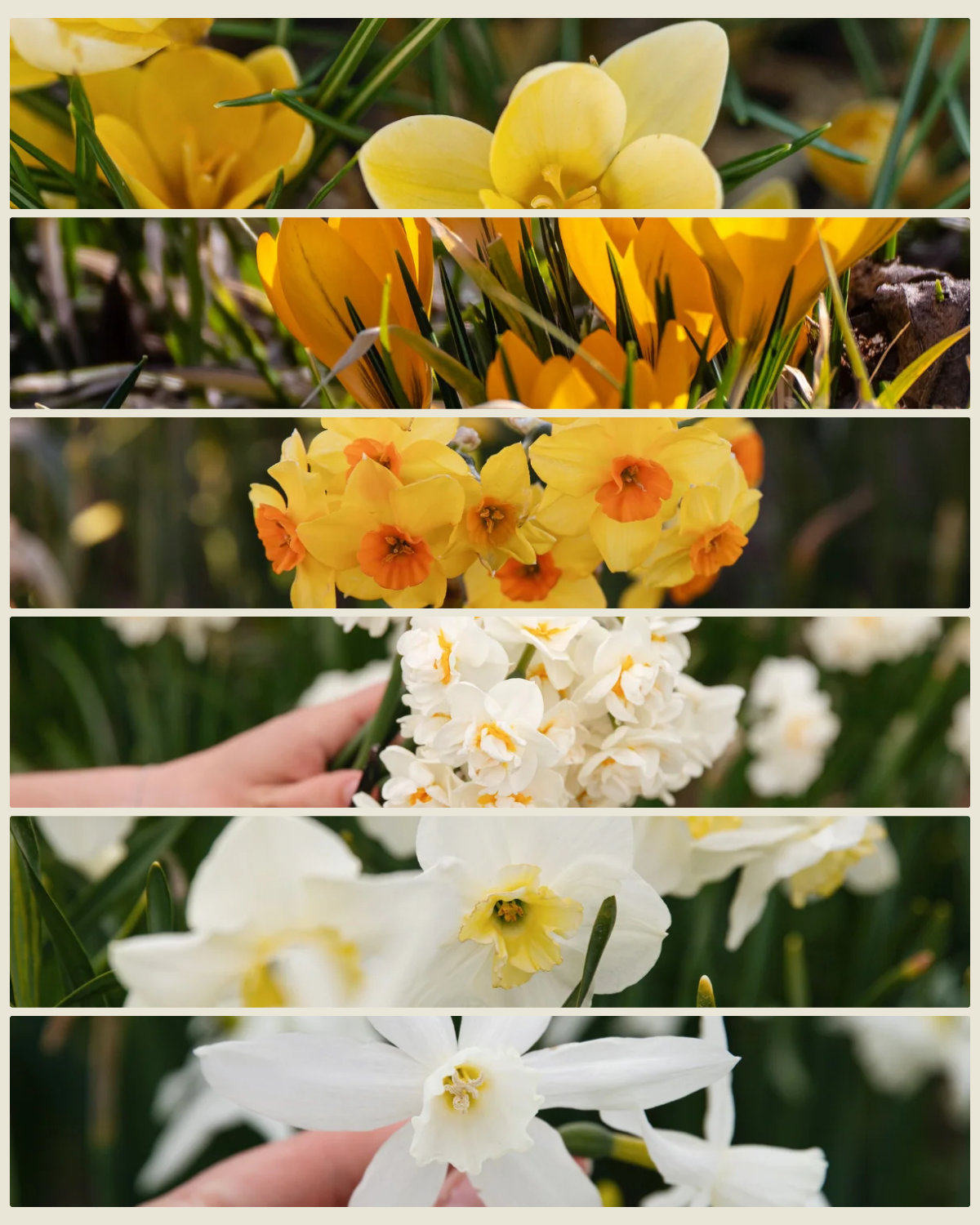 Verwilderingspakket XL 'Vol Voorjaar' met de krokussen Romance en Golden Yellow en de narcissen Martinette, Bridal Crown, Papillon Blanc en Thalia