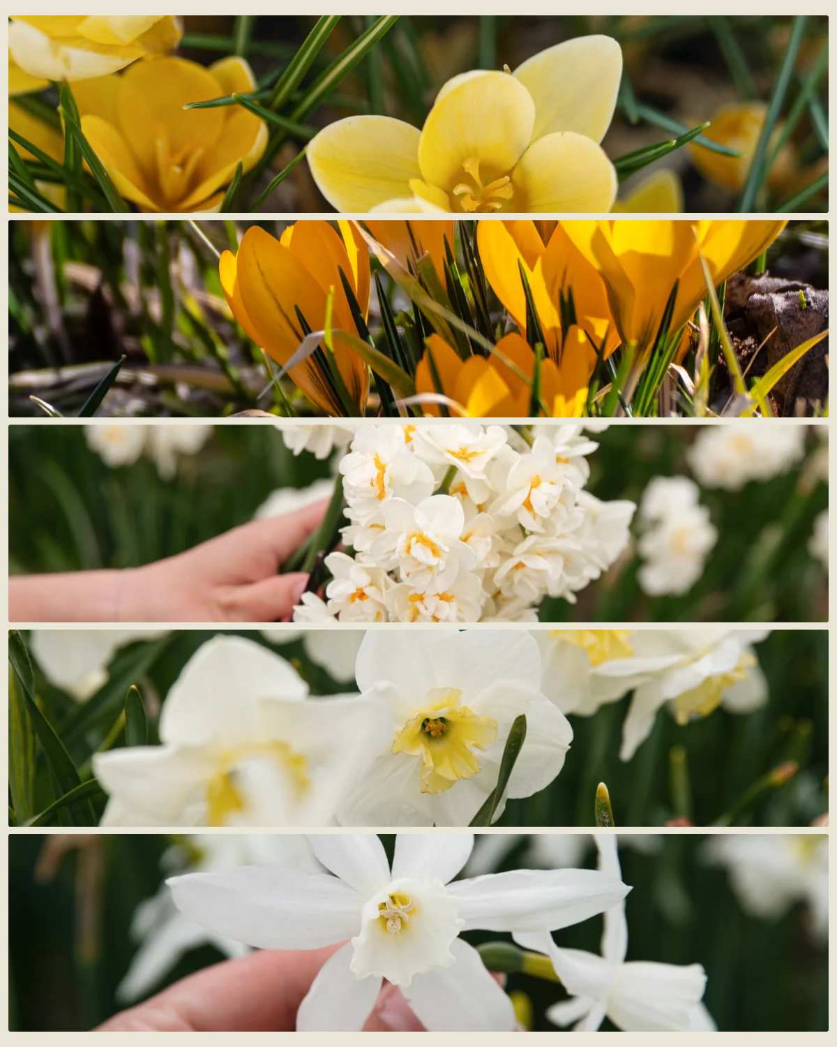 Verwilderingspakket XL 'Vol Voorjaar' met de krokussen Romance en Golden Yellow en de narcissen Bridal Crown, Papillon Blanc en Thalia