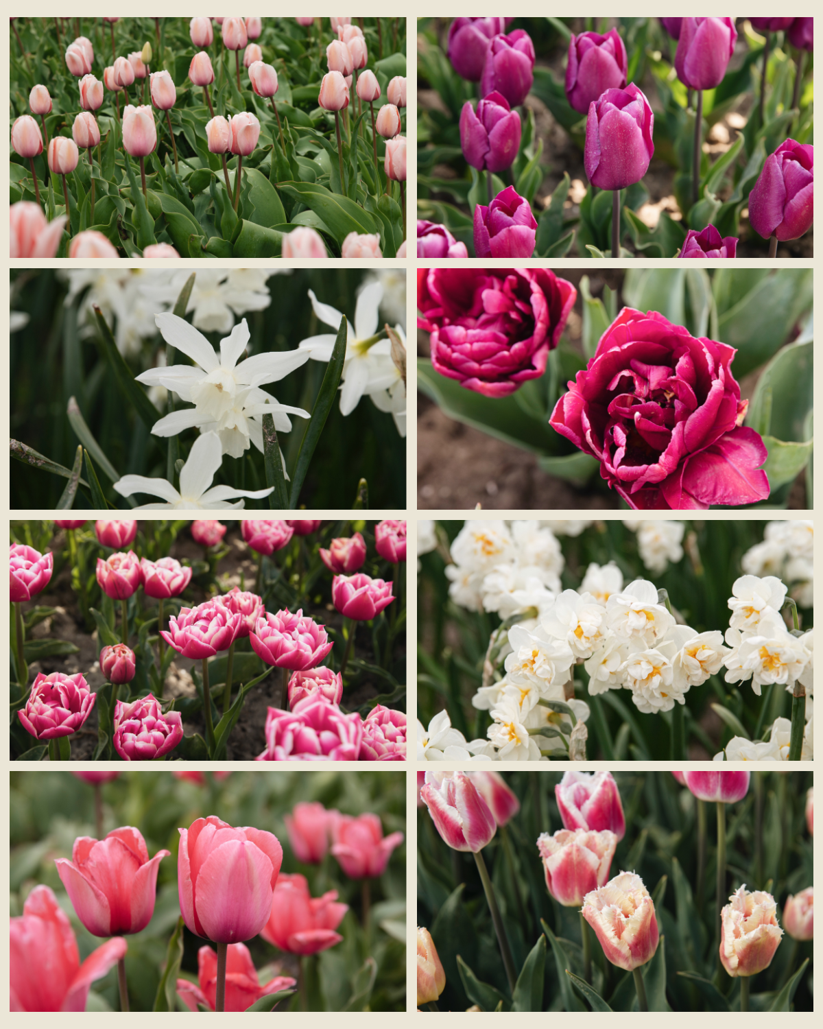Voorjaarspakket 'Keukenhof' met de tulpen Salmon Impression, Purple Prince, Alison Bradley, Columbus, Design Impression en Siesta en de narcissen Thalia en Bridal Crown