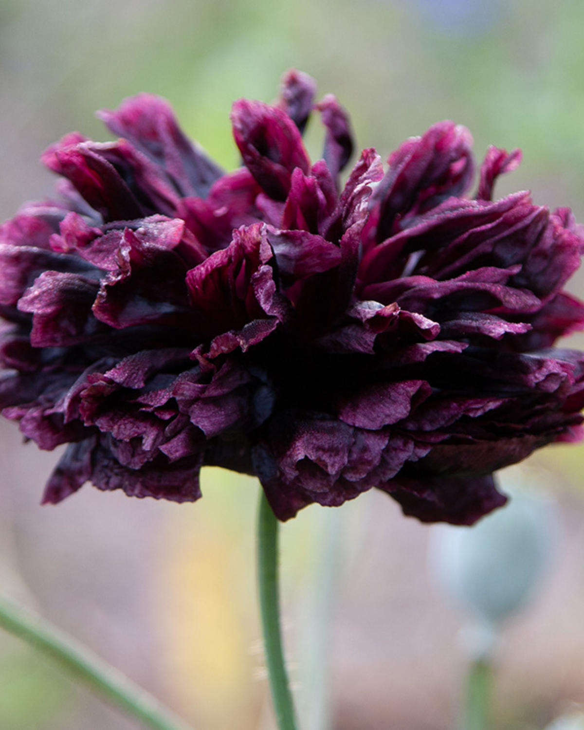 Papaver 'Black Paeony' BIO