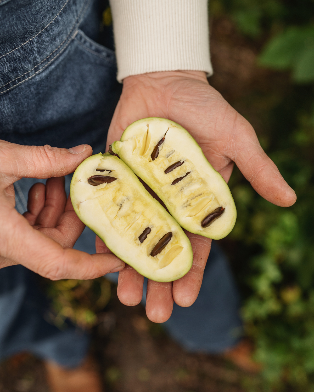 Pawpaw