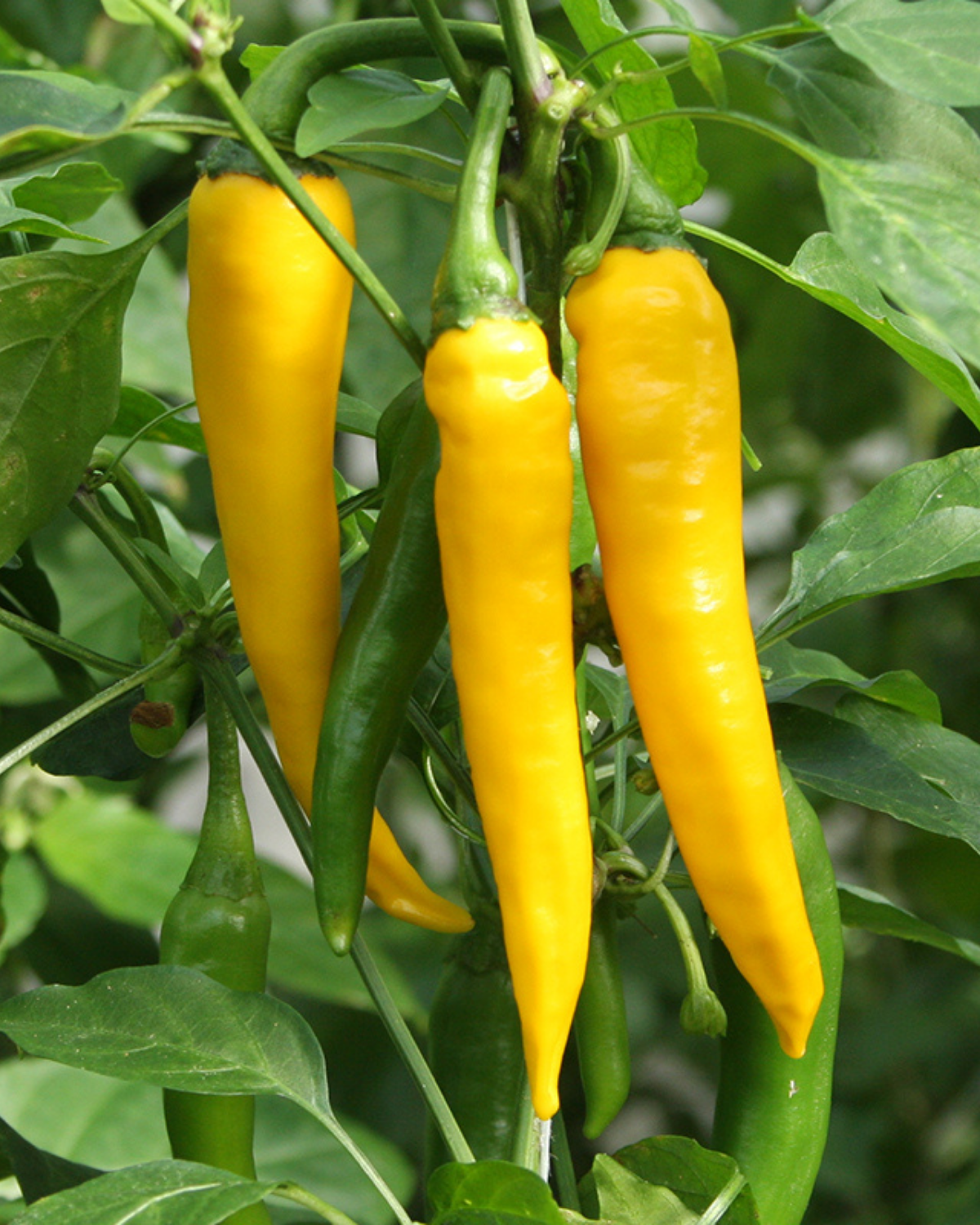 Peper 'Koh Chang' BIO