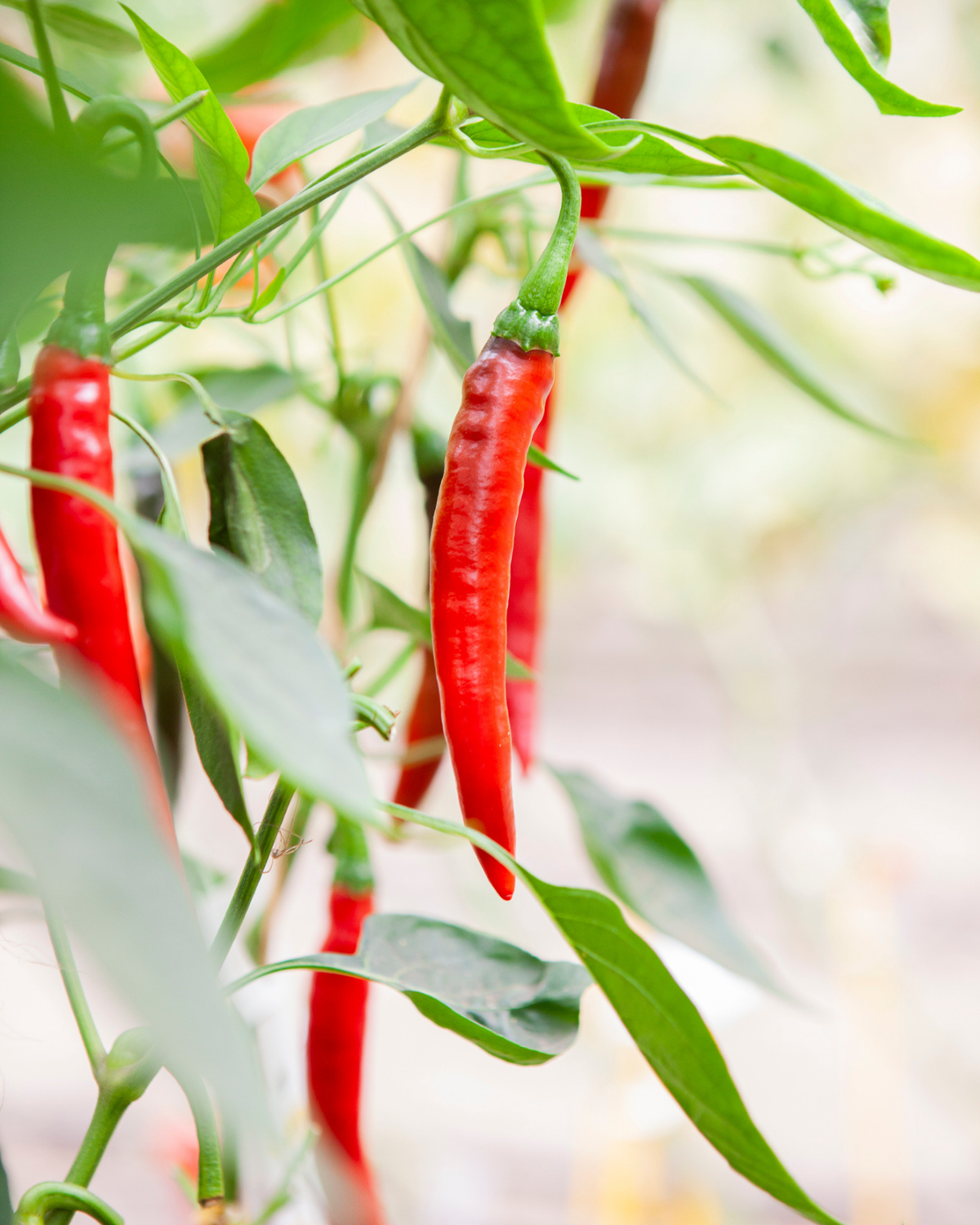 Peper 'Westlandse Lange Rode' BIO