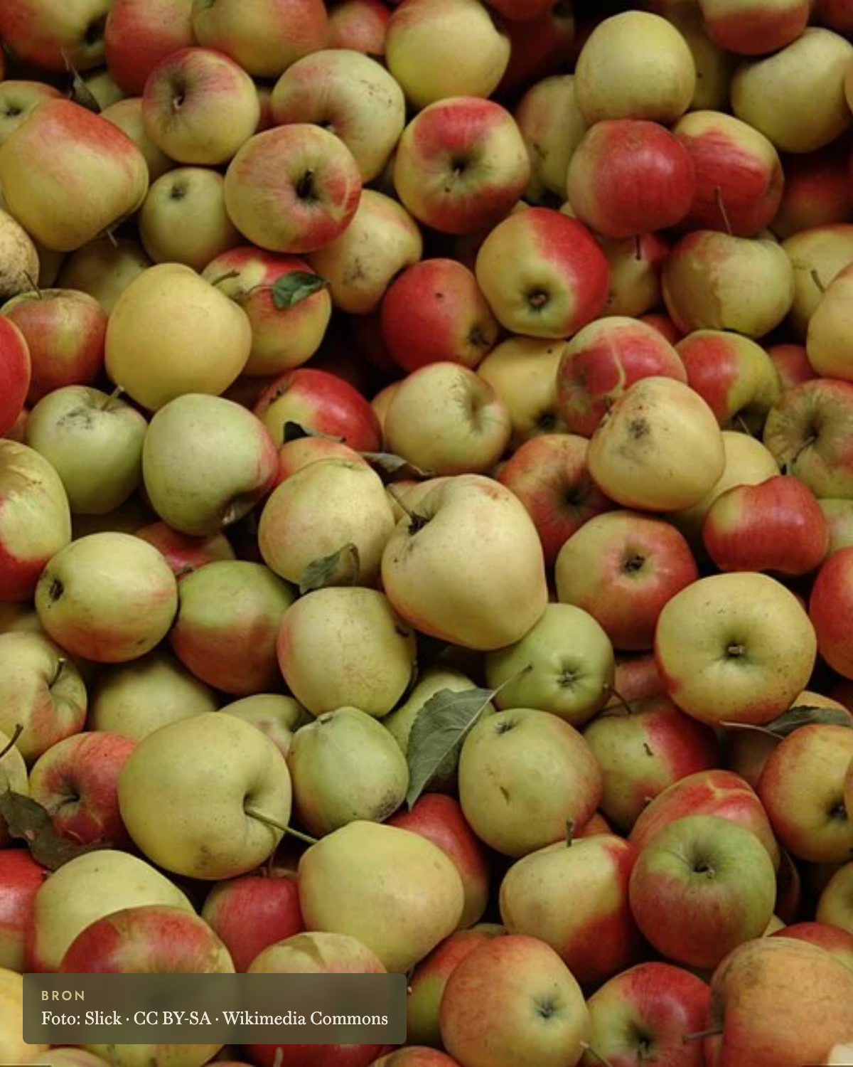 Appel 'Pinova' - appelboom De Groene Makers