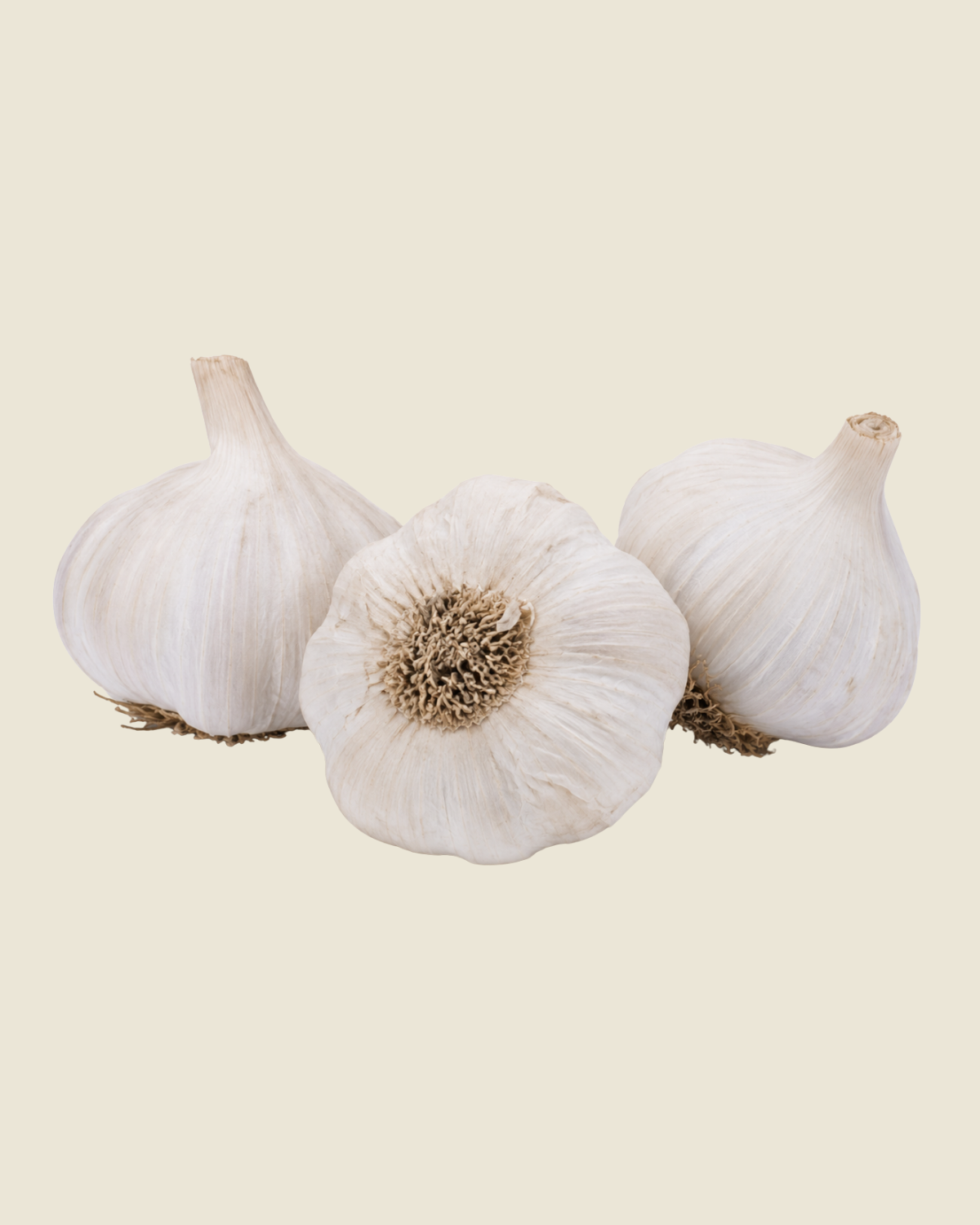 Plantknoflook Messidor BIO - 3 bollen witte Franse hardneck