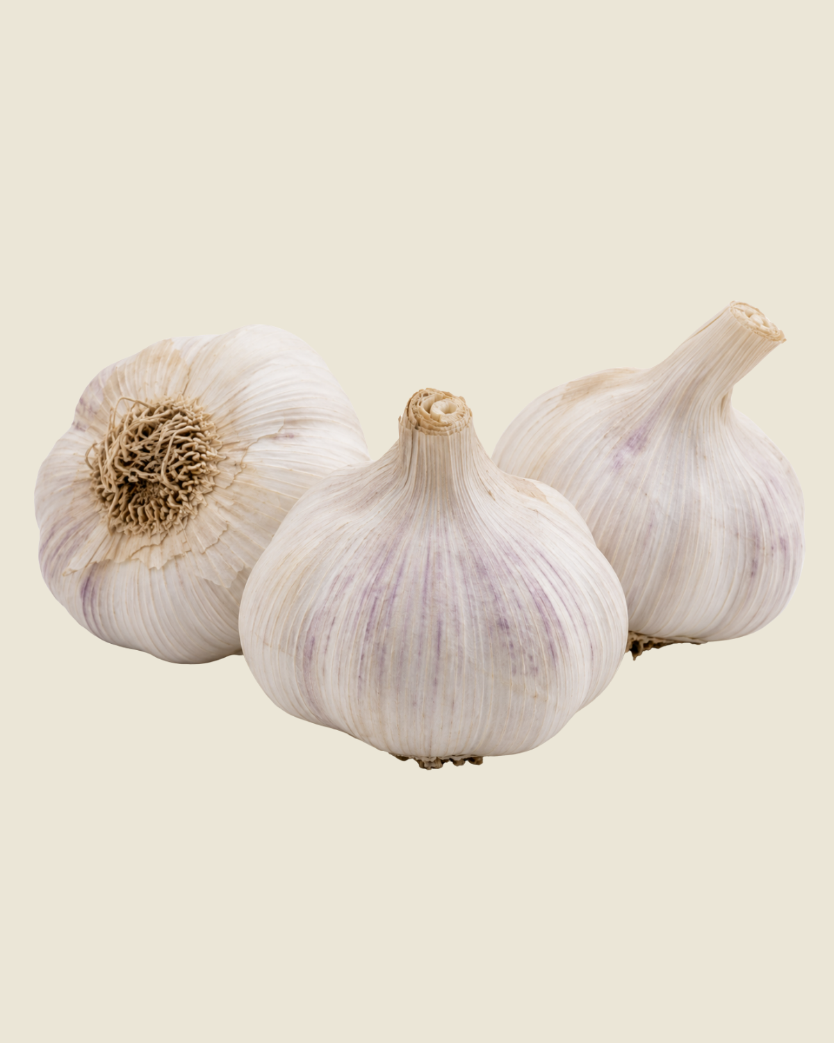 Plantknoflook Vallelado BIO - 3 bollen Spaanse hardneck Castilië