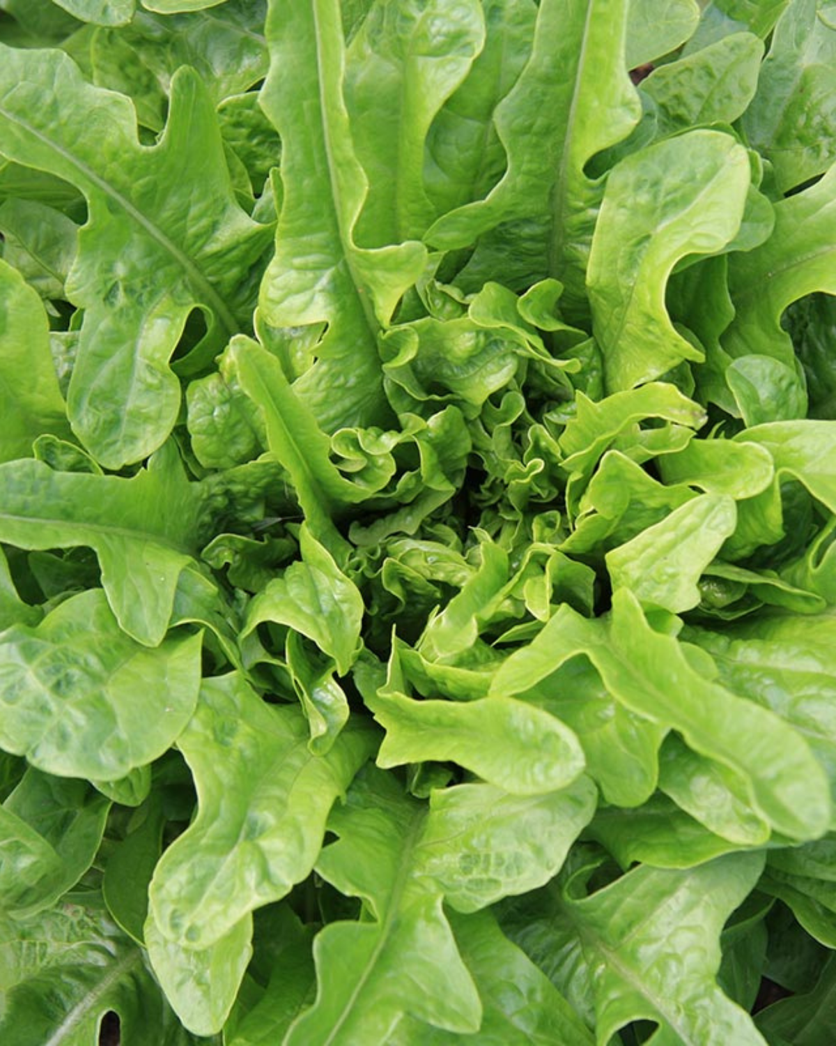 Pluksla 'Catalogna' BIO