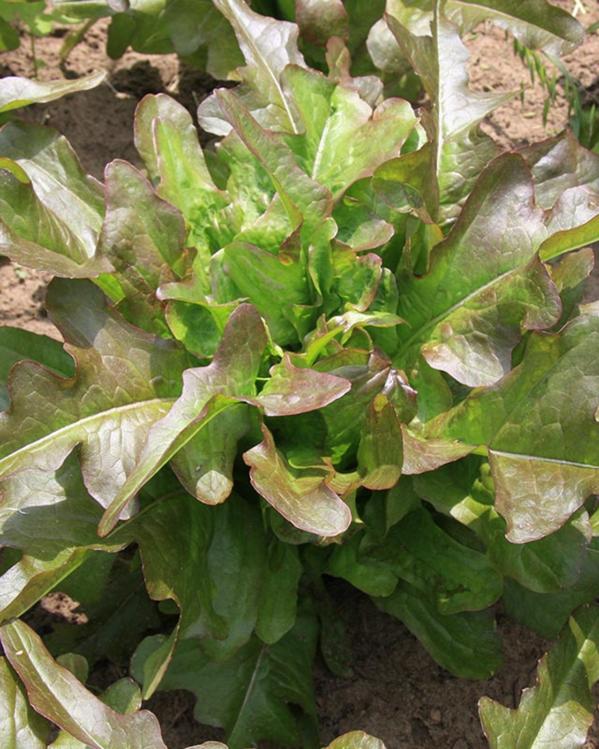 Pluksla 'Cocarde' BIO