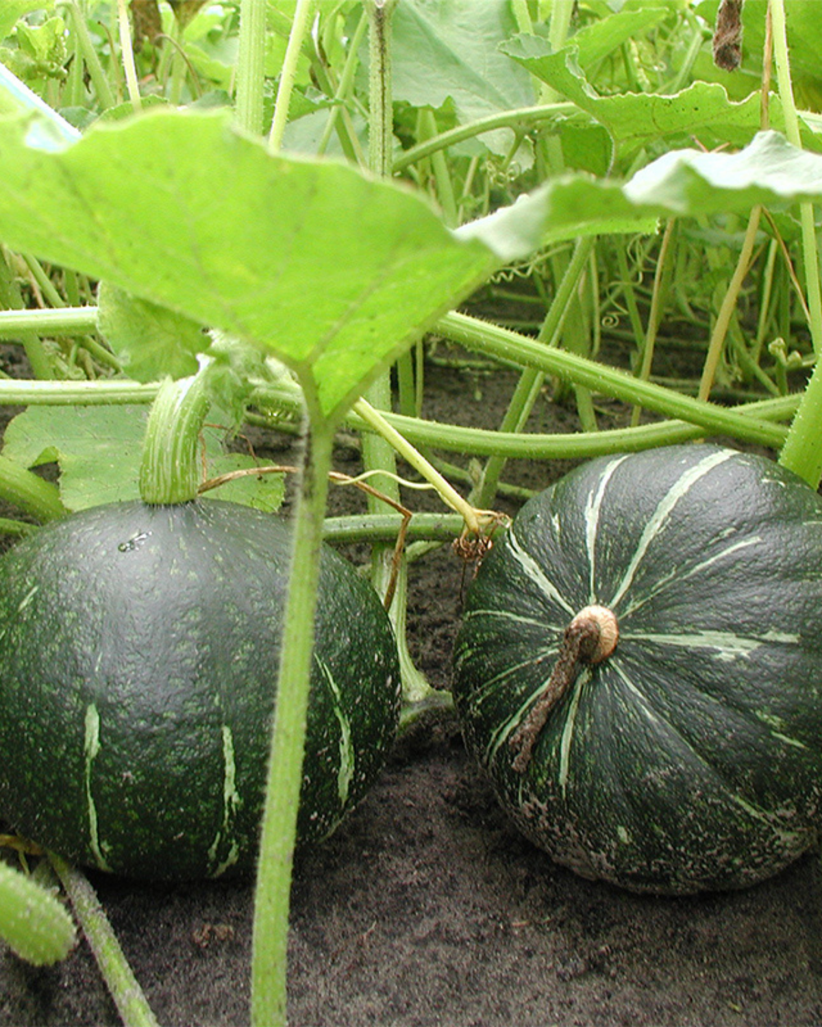 Pompoen 'Groene Hokkaido' BIO