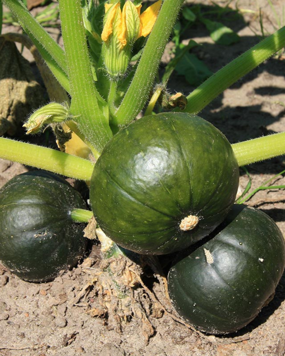 Pompoen 'Zappalito' BIO