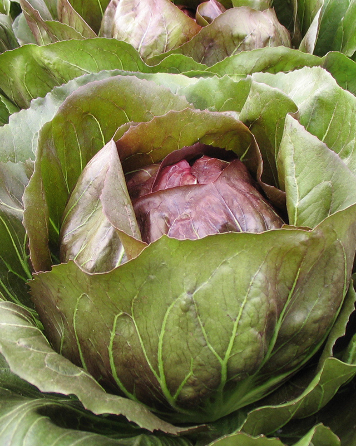 Radicchio Rosso 'Leonardo F1' BIO