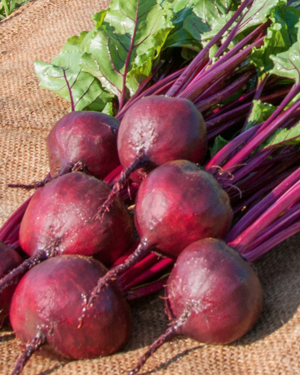 Rode biet 'Boro F1' BIO