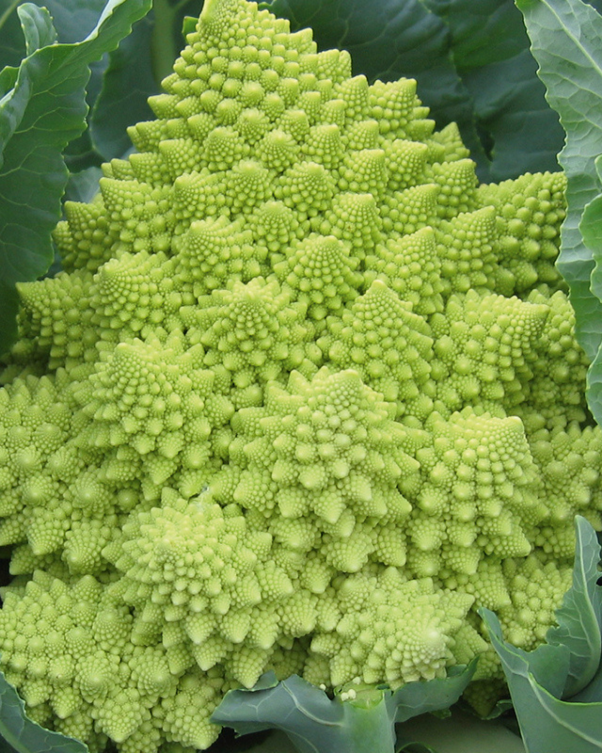 Romanesco 'Veronica F1' BIO