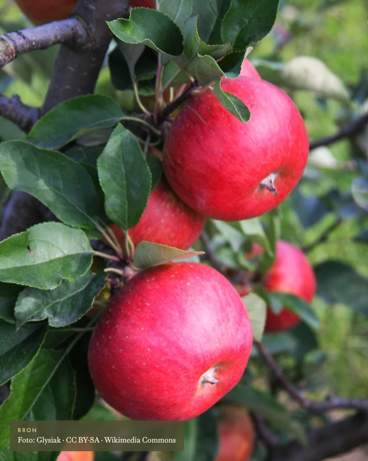 Appel 'Rubinola' - appelboom De Groene Makers