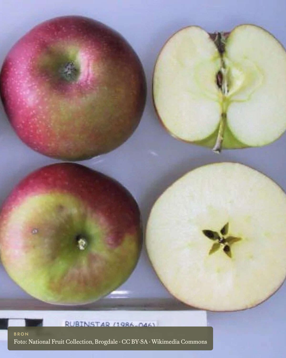 Appel 'Rubinstar' - appelboom De Groene Makers