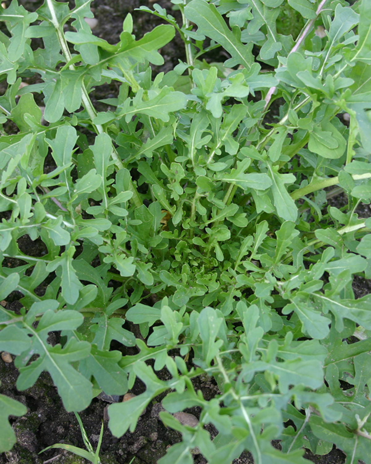 Rucola 'Esmee' BIO