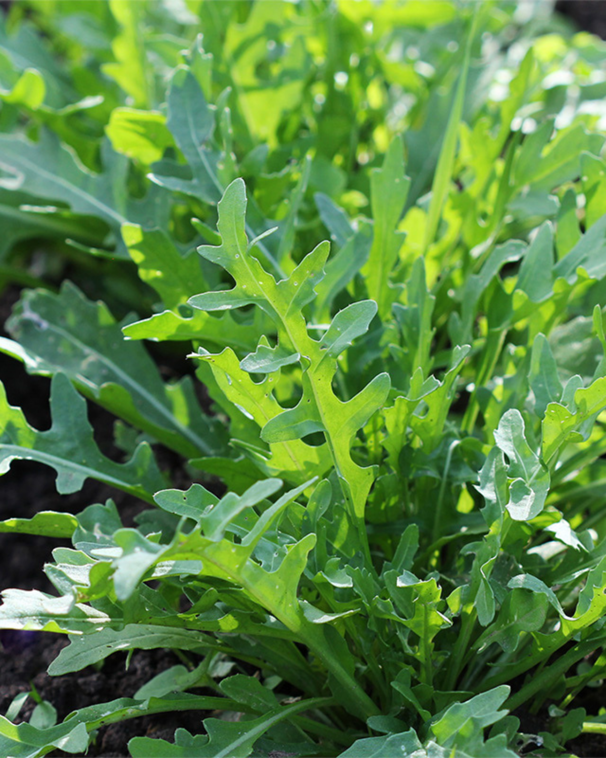 Rucola 'Rochelle' BIO