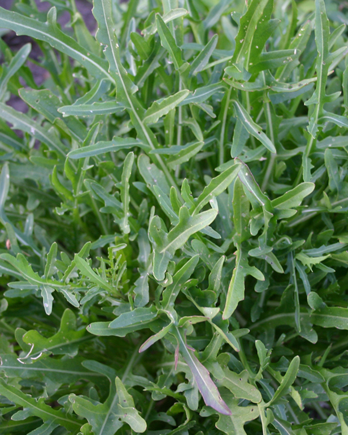 Rucola 'Selvatica' BIO