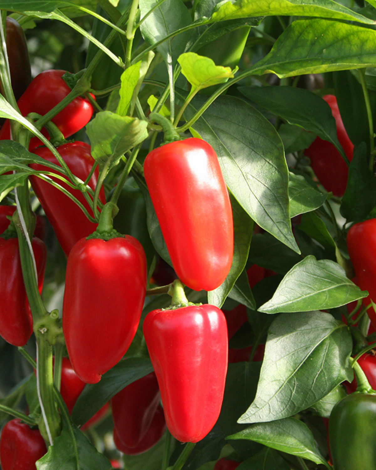 Snackpaprika 'Arwen' BIO