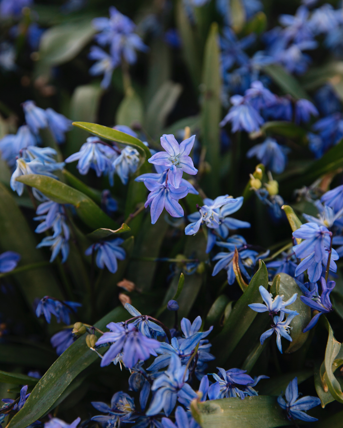Sneeuwroem (chionodoxa luciliae) BIO (10 stuks)