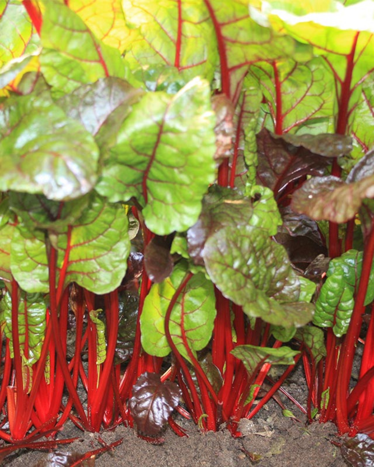 Snijbiet 'Rhubarb Chard' BIO