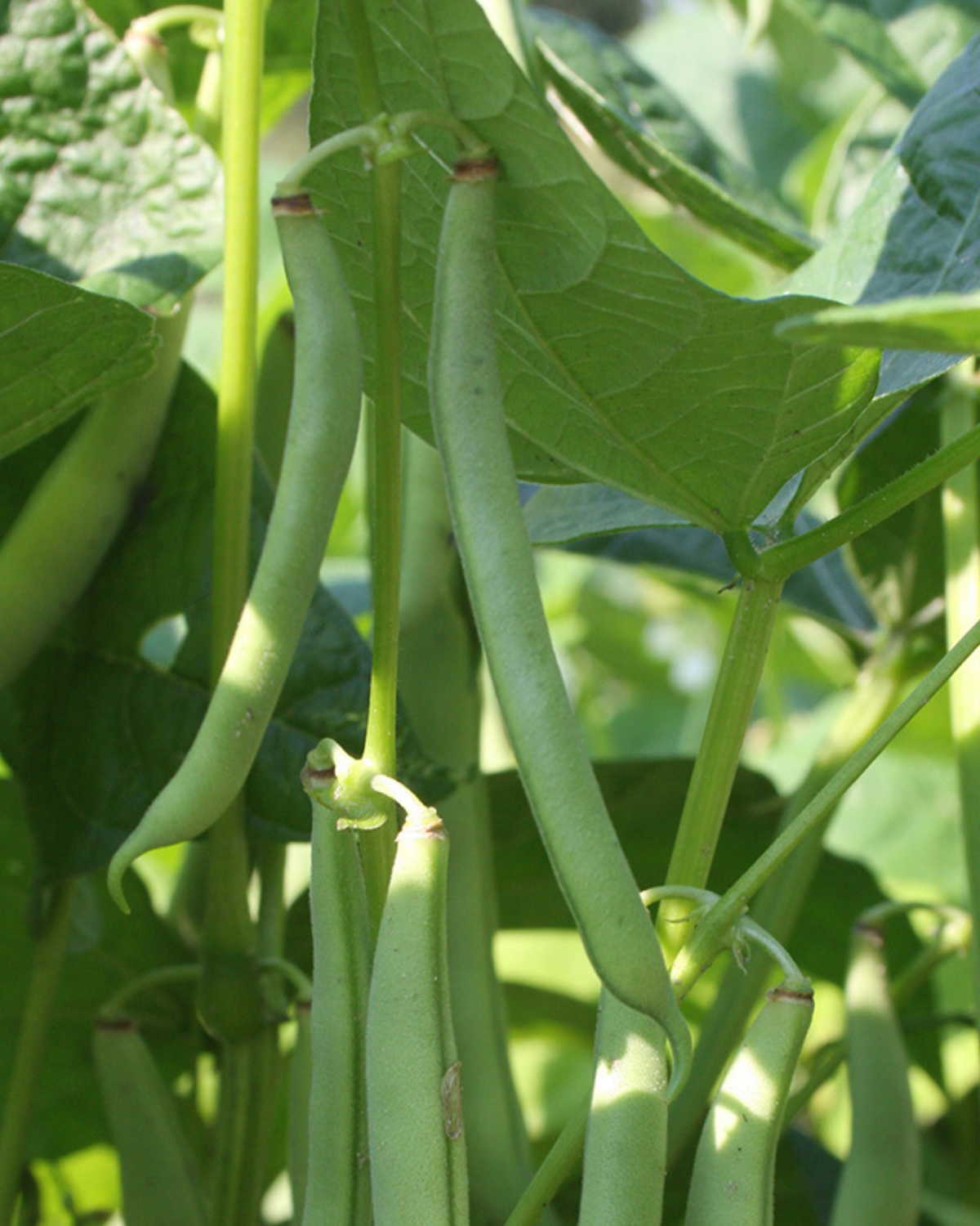Stamslaboon 'Dubbele witte zonder draad' BIO