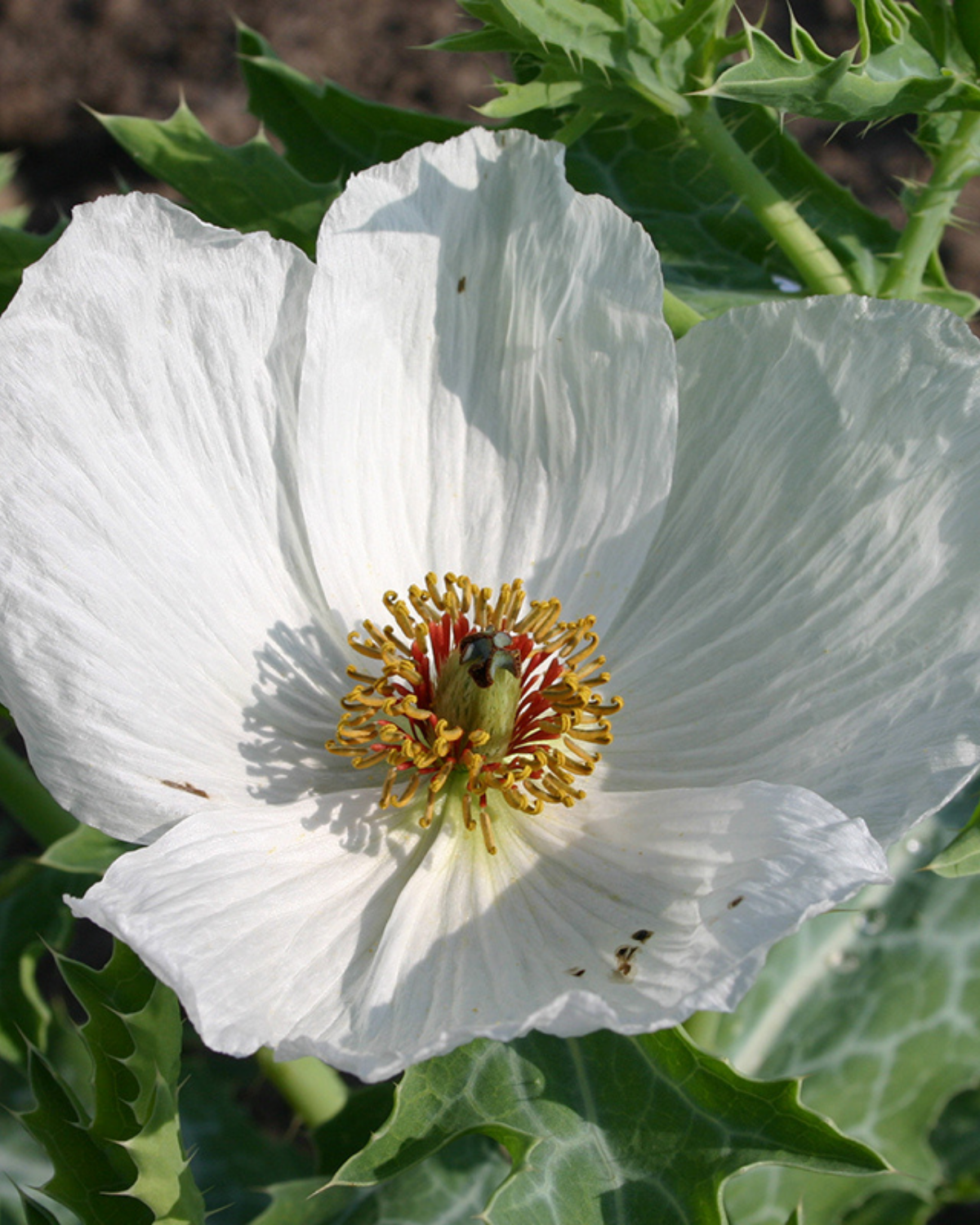 Stekelpapaver BIO