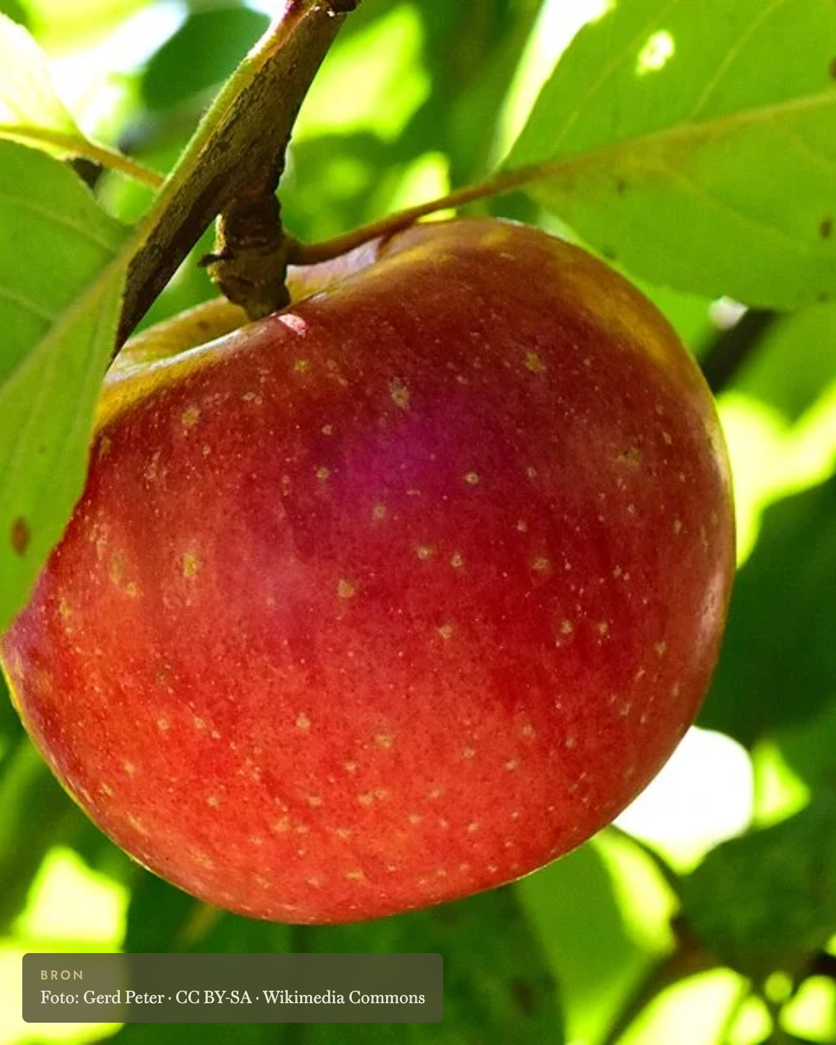 Appel 'Sterappel' - appelboom De Groene Makers