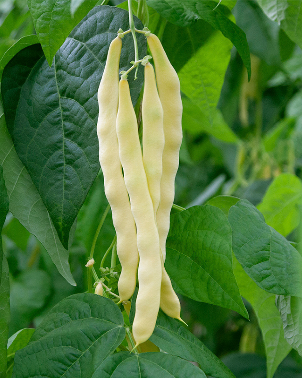 Stoksnijboon 'Golden Gate' BIO
