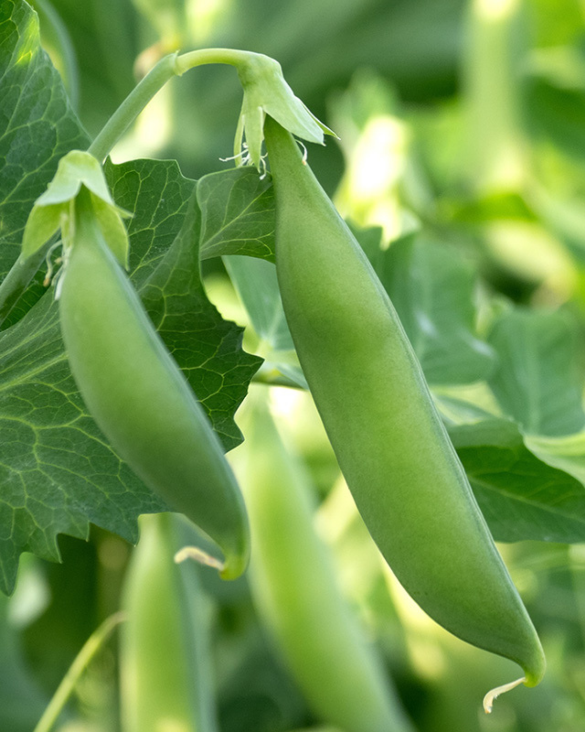 Sugar snap 'Nairobi' BIO