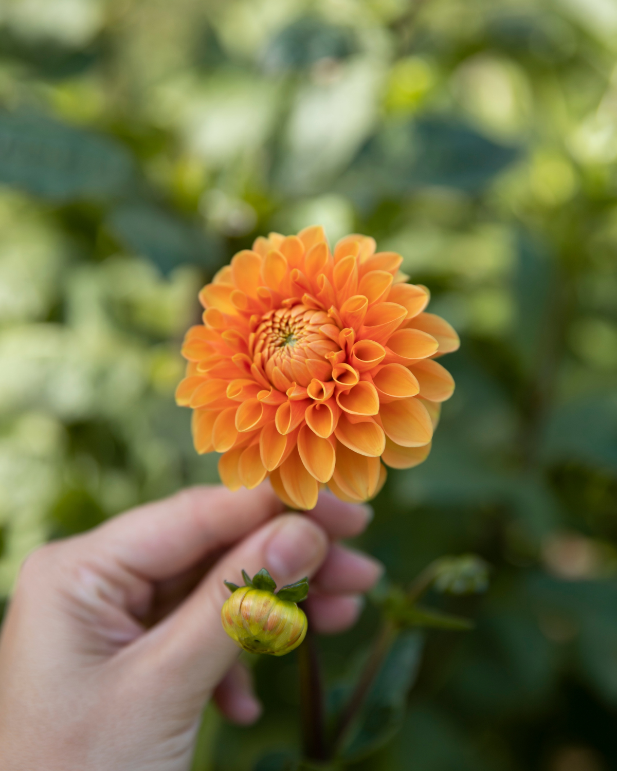 Dahlia ‘Sylvia’ BIO
