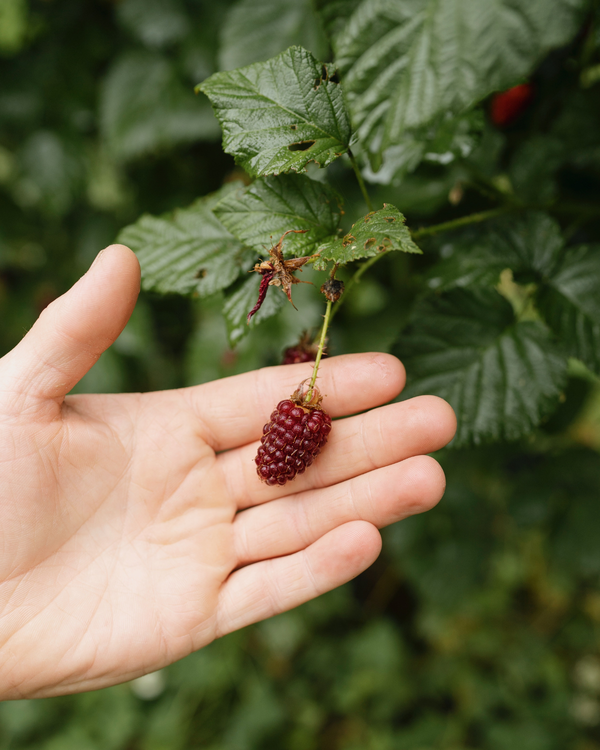 Tayberry