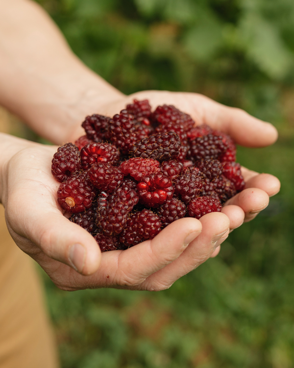 Tayberry