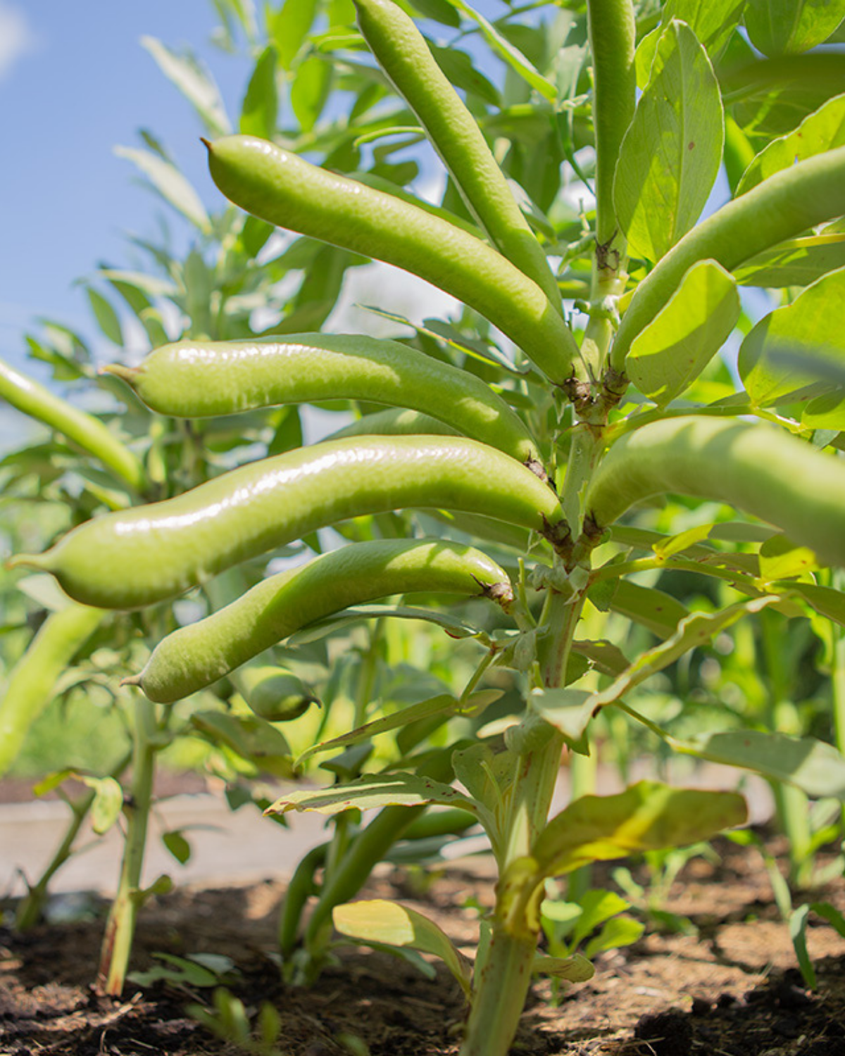 Tuinboon 'Eleonora' BIO