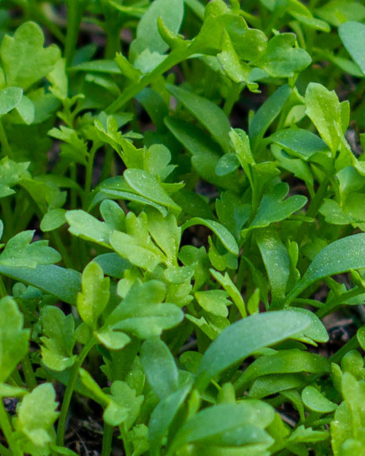 Tuinkers 'Cressida' BIO