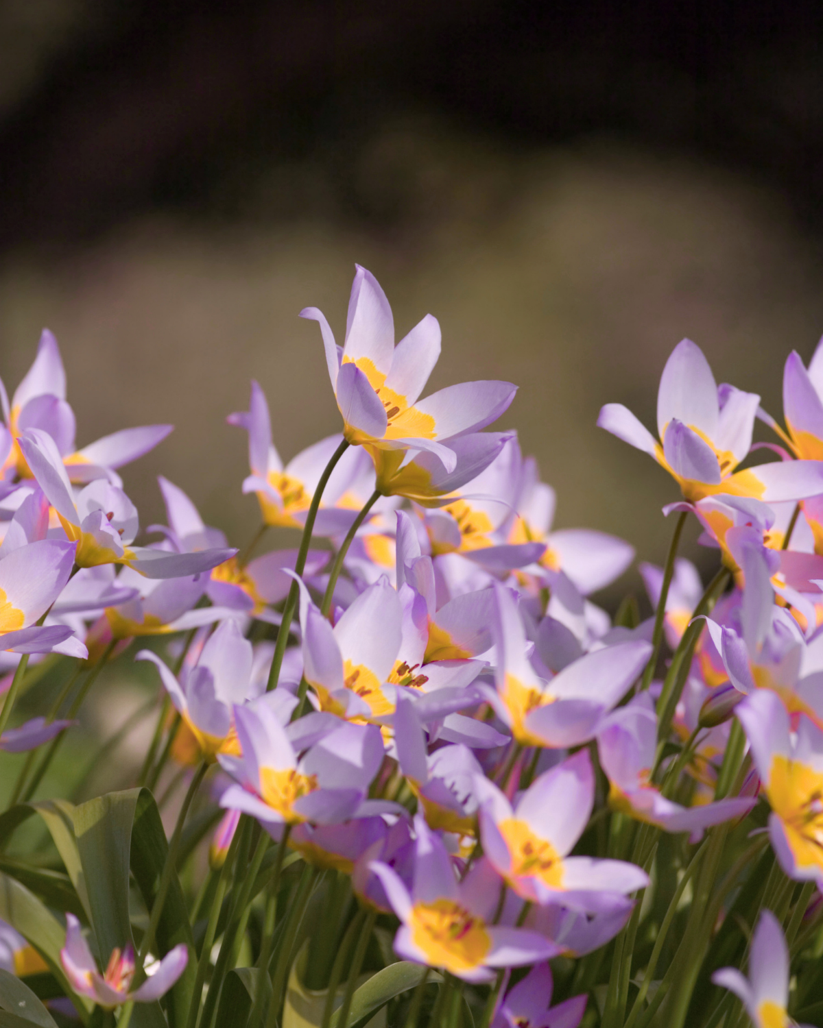 Wilde tulp (saxatilis) BIO (10 stuks)