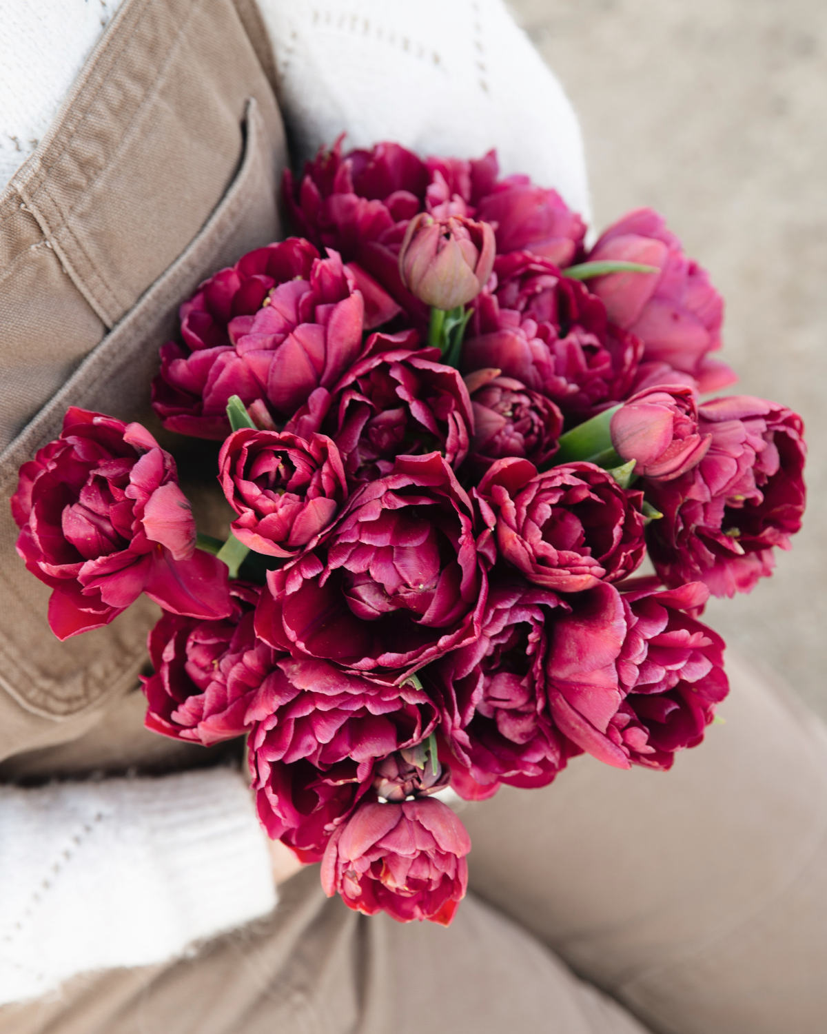 Tulp 'Alison Bradley' BIO (8 stuks)
