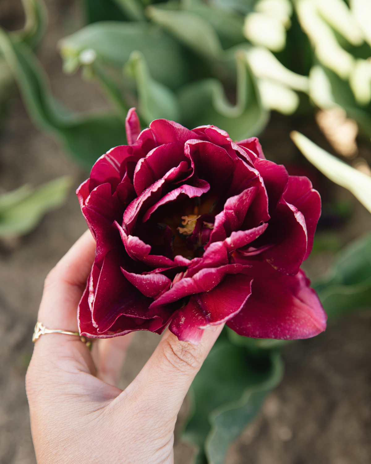 Tulp 'Alison Bradley' BIO (8 stuks)