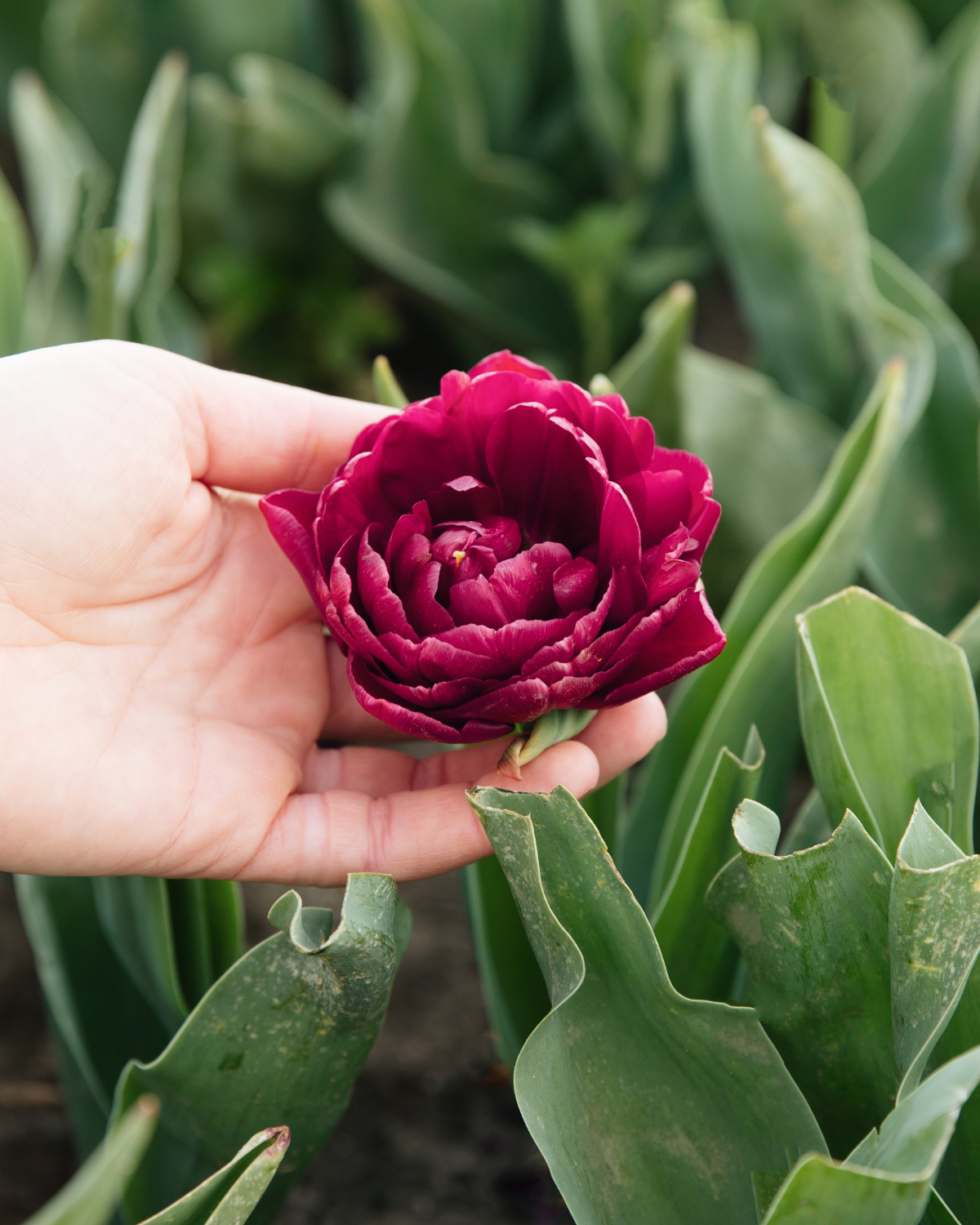 Tulp 'Alison Bradley' BIO (8 stuks)