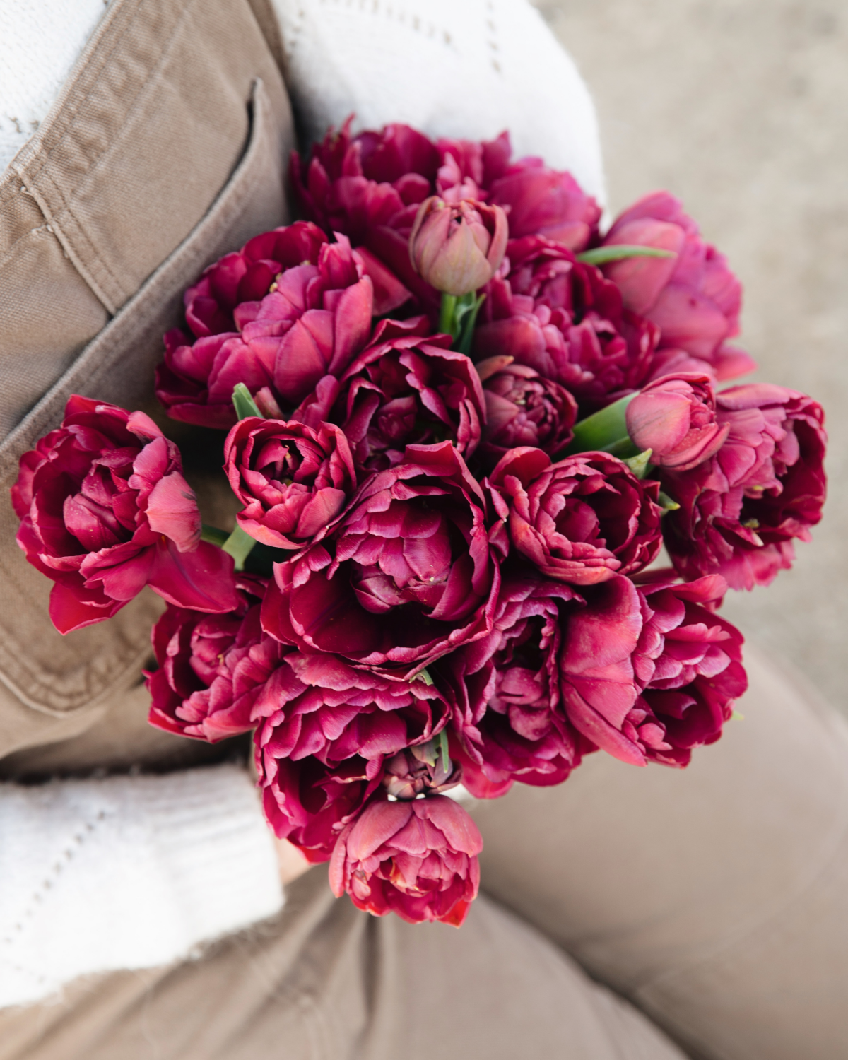 Tulpenpakket 'Roze' BIO (24 stuks)