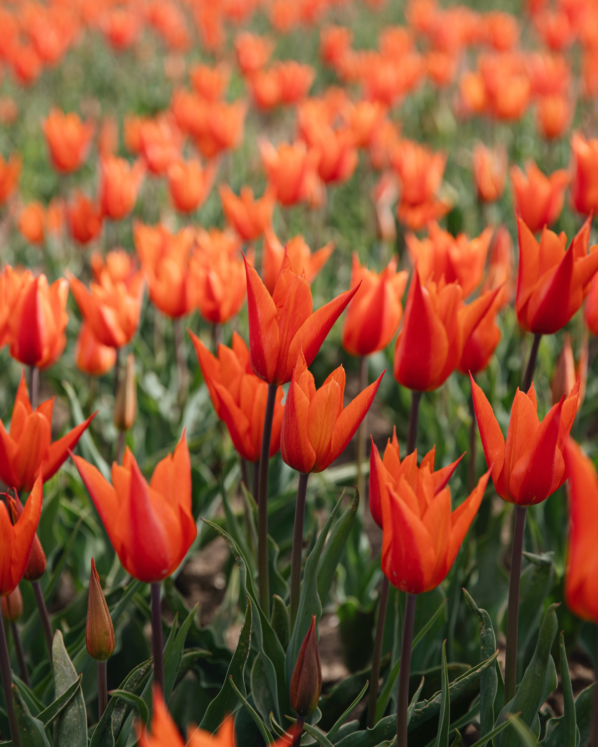 Tulp 'Ballerina' BIO (8 stuks)